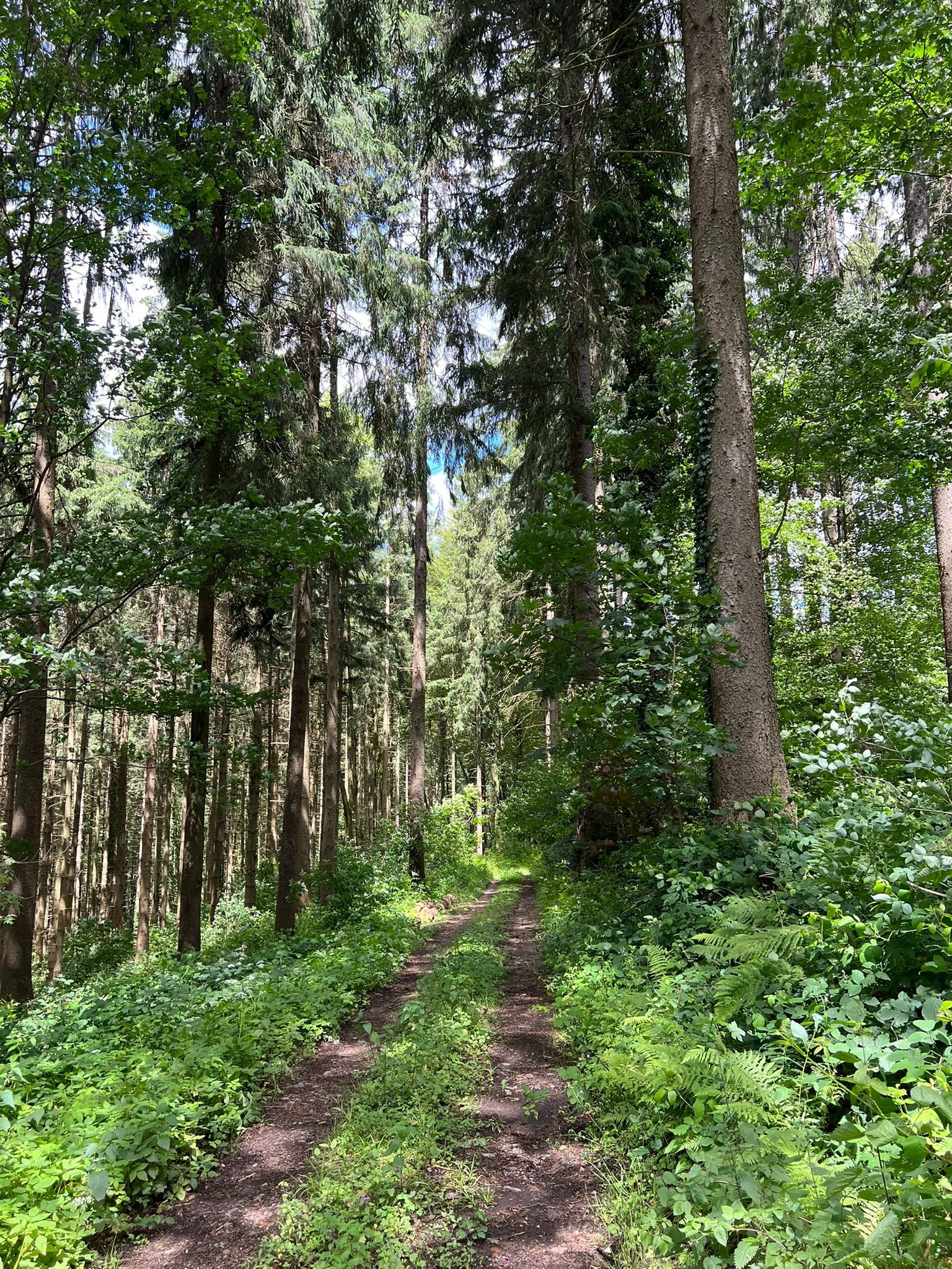 Park Image